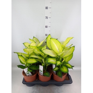 Dieffenbachia  'Summer Style'