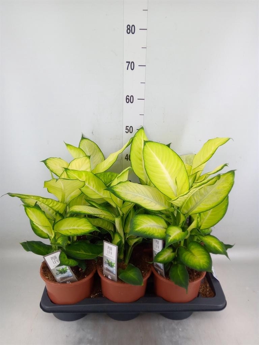 <h4>Dieffenbachia  'Summer Style'</h4>