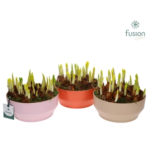 Biologisch afbreekbare schaal Medium met Narcis