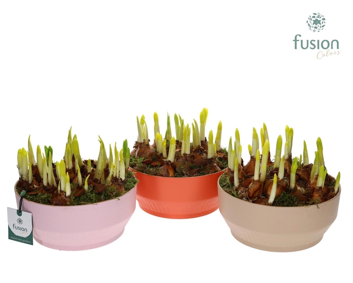 <h4>Biologisch afbreekbare schaal Medium met Narcis</h4>