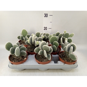 Opuntia microdasys 'Albispina'