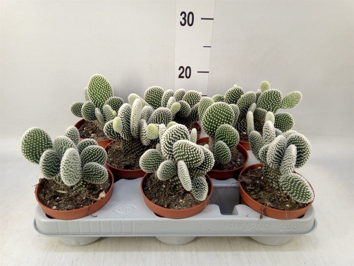<h4>Opuntia microdasys 'Albispina'</h4>