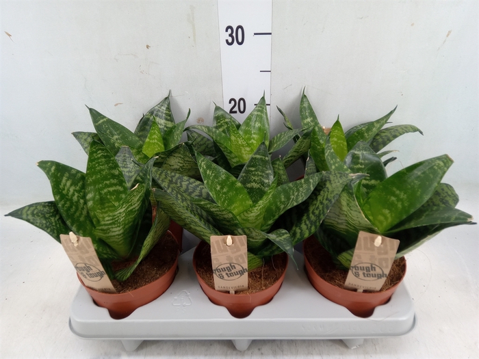 <h4>Sansevieria trifa. 'Hahnii'</h4>