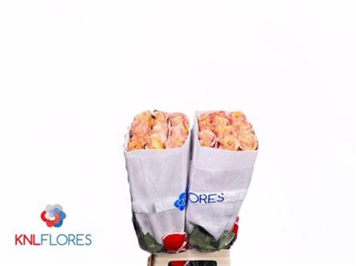 <h4>R Gr Shimmer</h4>