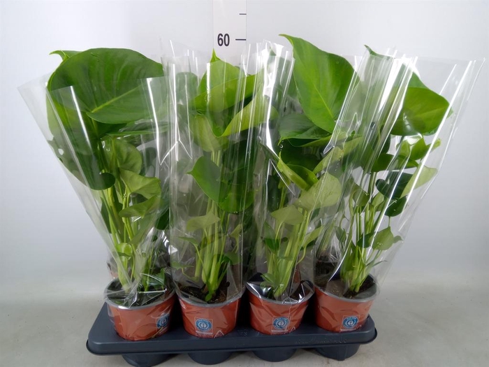 <h4>Monstera delic.</h4>