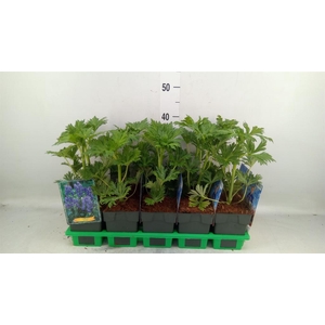 Aconitum carmichaelii 'Arendsii'