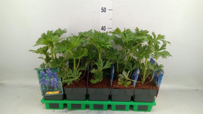<h4>Aconitum carmichaelii 'Arendsii'</h4>