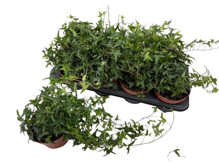 <h4>HED HE TRES COUPE</h4>