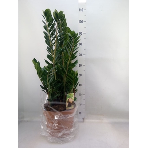 Zamioculcas zamiifolia