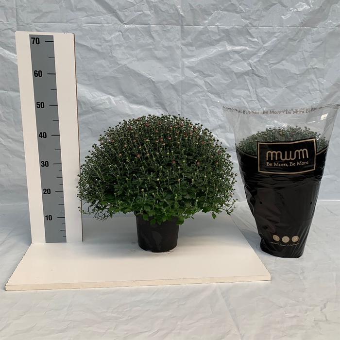 <h4>Chrysanthemum   ..</h4>