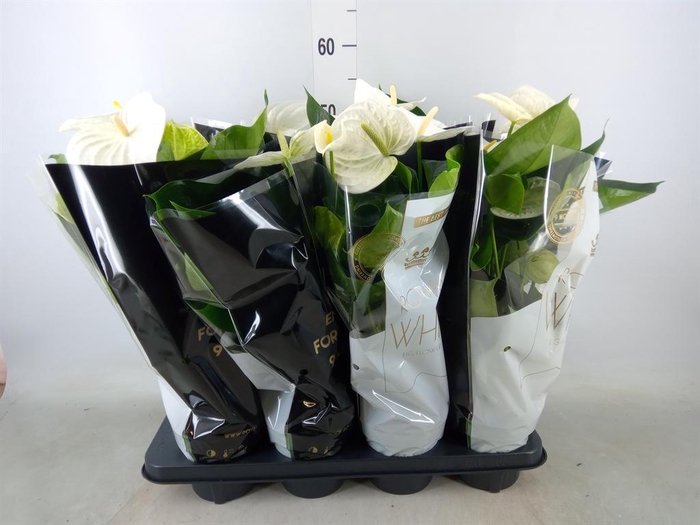 <h4>Anthurium andr. 'Alpine'</h4>