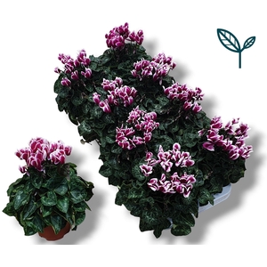 Cyclamen-FANTASIA PAARS