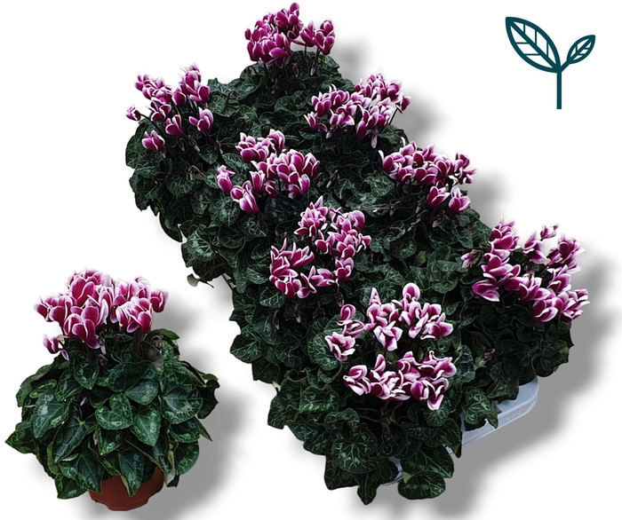 <h4>Cyclamen-FANTASIA PAARS</h4>