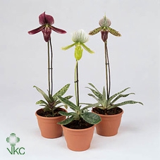 Paphiopedilum maudiae