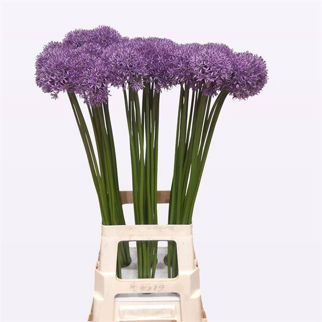 <h4>Allium Gladiator</h4>
