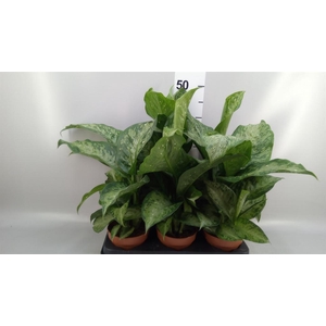 Dieffenbachia  'Memoria Corsii'