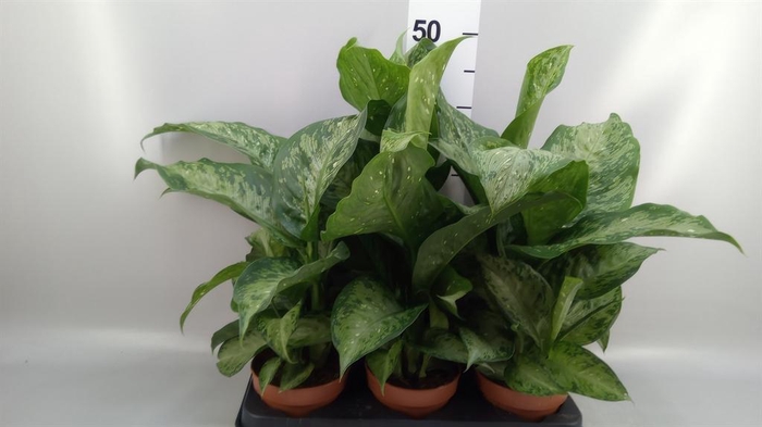 <h4>Dieffenbachia 'Memoria Corsii'</h4>