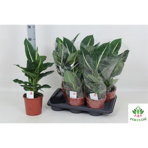 Dieffenbachia Green Magic 17Ø 50cm