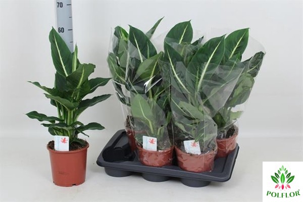 Dieffenbachia Green Magic 17Ø 50cm