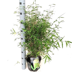 Fargesia 'Angustissima'