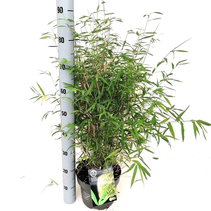 <h4>Fargesia 'Angustissima'</h4>