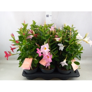 Mandevilla  'Sundavil'   ...mix