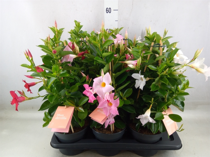 <h4>Mandevilla  'Sundavil'   ...mix</h4>