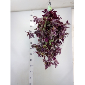Tradescantia   ...