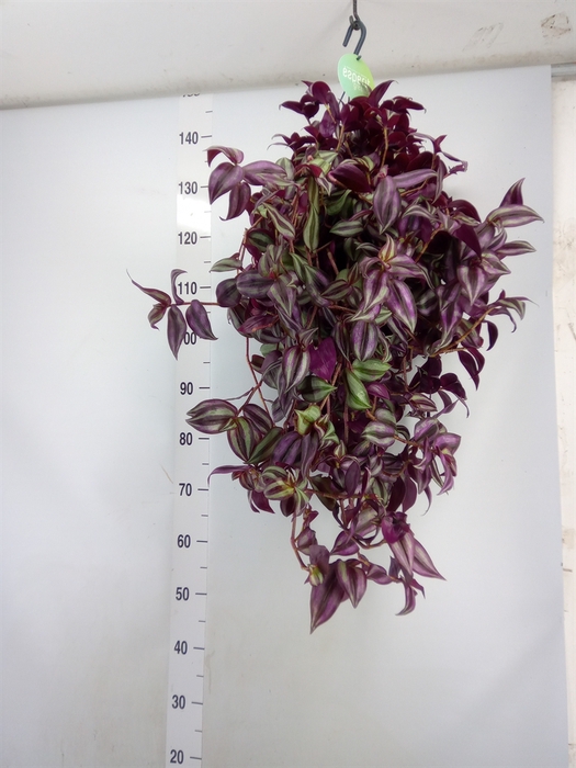 <h4>Tradescantia   ...</h4>