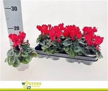 <h4>CYCL KL MET IND RED</h4>