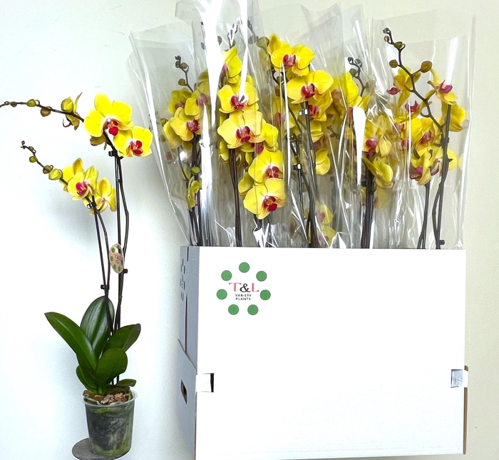 <h4>PHAL OV GEEL</h4>