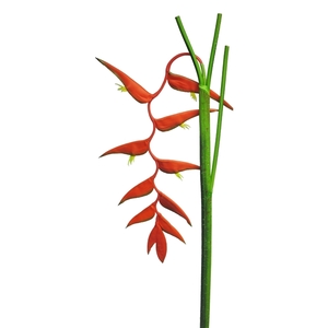 Heliconia ecosia red 128 cm