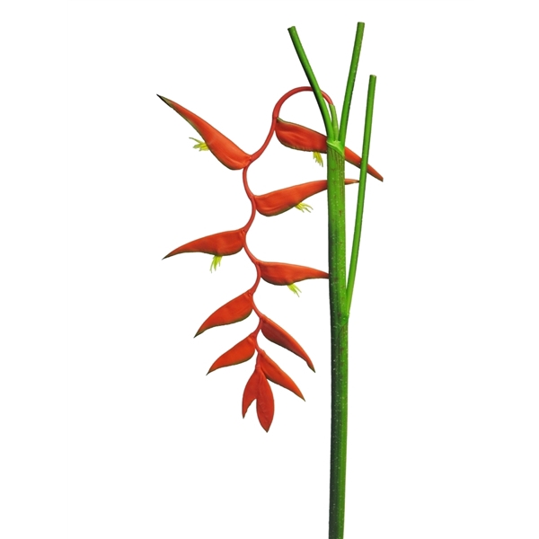 <h4>Heliconia ecosia red 128 cm</h4>