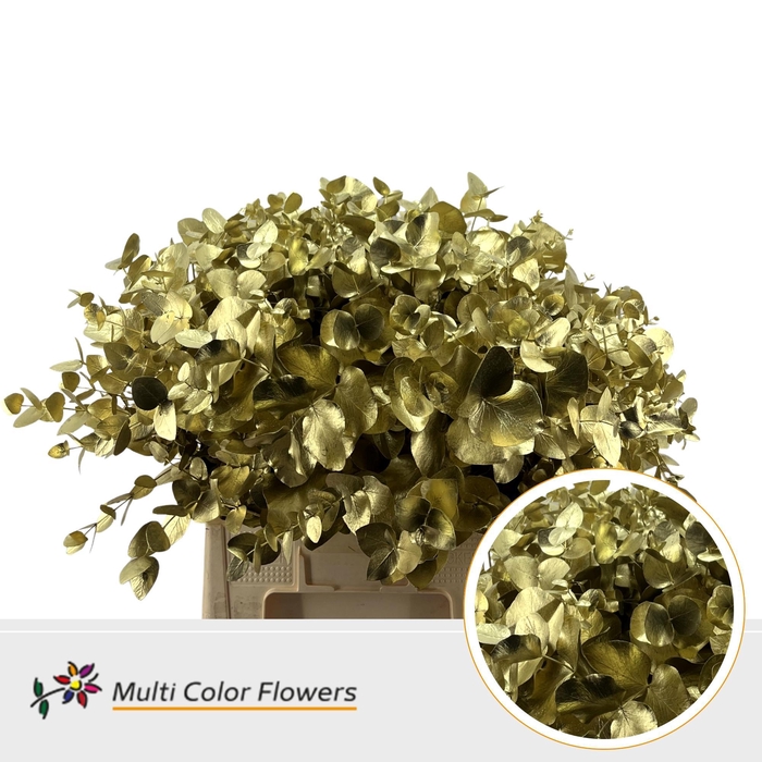 <h4>Eucalyptus cinerea Goud</h4>