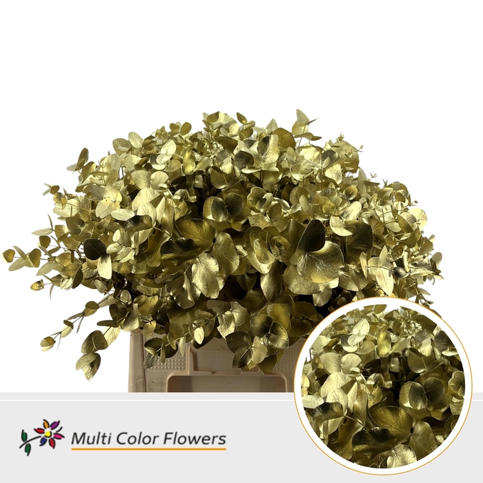 <h4>Eucalyptus cinerea Goud</h4>