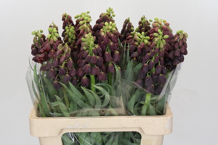 <h4>Fritillaria Persica</h4>