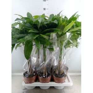 Pachira aquatica