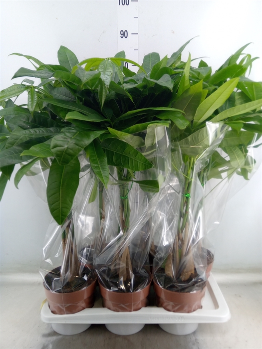 <h4>Pachira aquatica</h4>