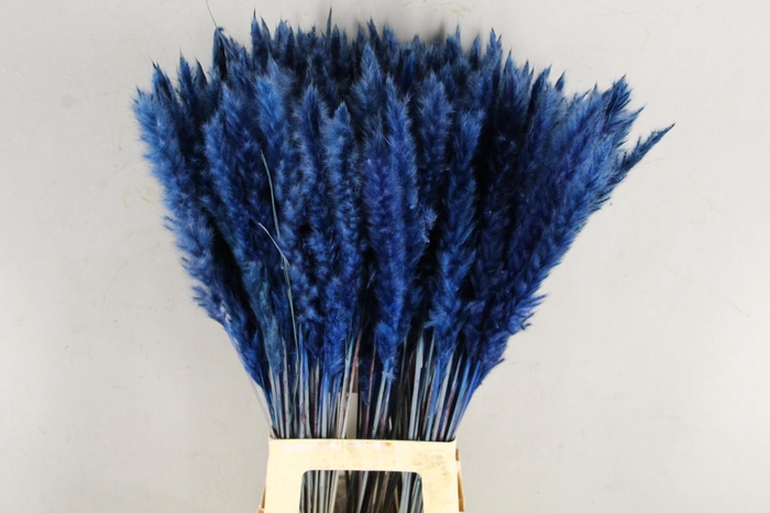 <h4>DF Pampas Silvy D.Blue</h4>