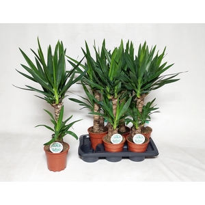 YUCCA