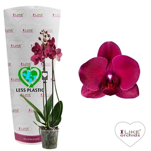 Phalaenopsis Montreux - 2 tak 70cm (Less Plastic)