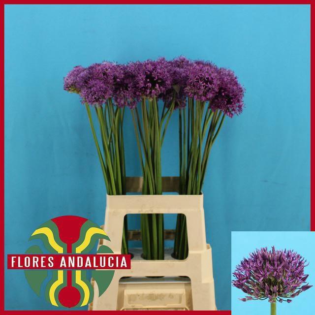 <h4>ALLIUM GLADIATOR</h4>