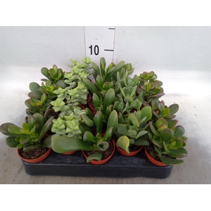 Crassula   ...mix