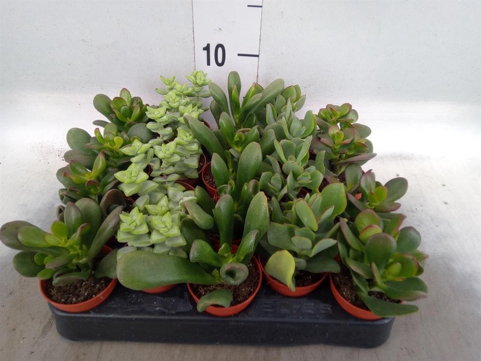 <h4>Crassula ...mix</h4>