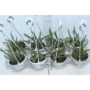 CACTUS RABO DE RATO C13