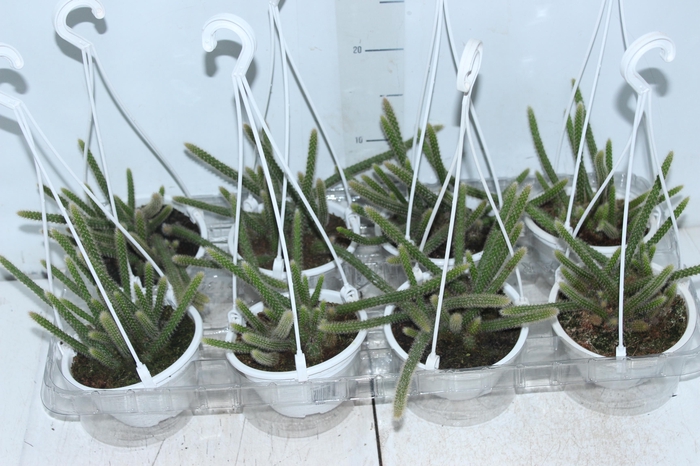 <h4>CACTUS RABO DE RATO C13</h4>