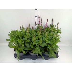 Salvia sylvestris 'Rose Marvel'