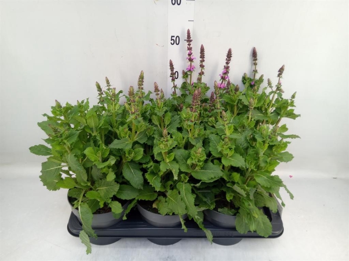 <h4>Salvia sylvestris 'Rose Marvel'</h4>