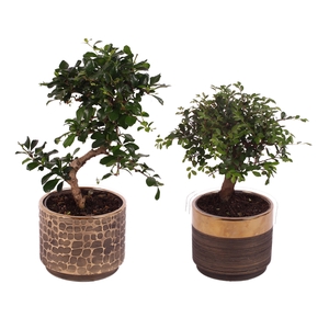 Bonsai Indoor Mix Ø12cm Mix B/S Shape in Ø13cm Ceramic PL568