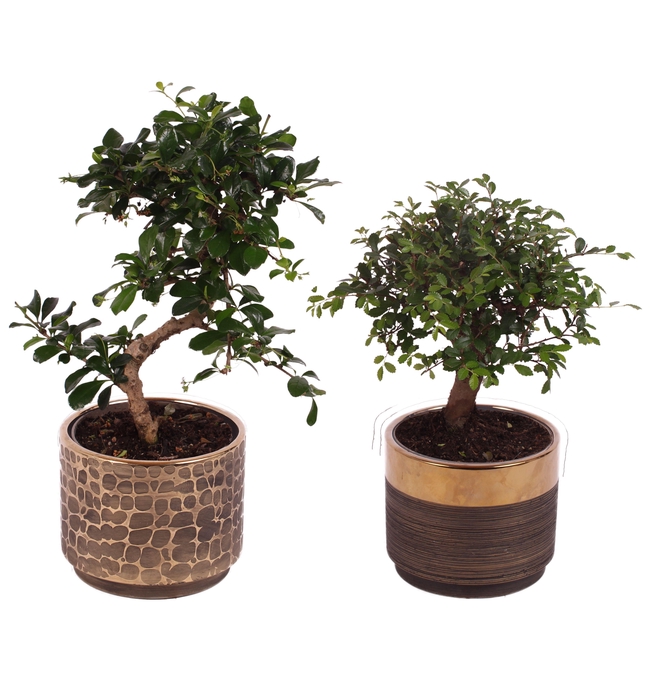 <h4>Bonsai Indoor Mix Ø12cm Mix B/S Shape in Ø13cm Ceramic PL568</h4>
